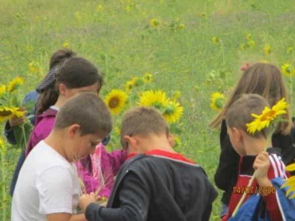 Dans les tournesols